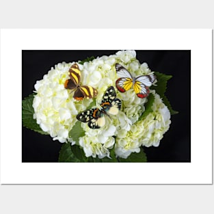 Three Butterflies On White Hydrangeas Posters and Art